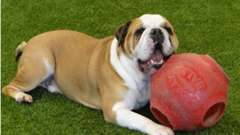 Artificial Grass and your Dog – FAQ
